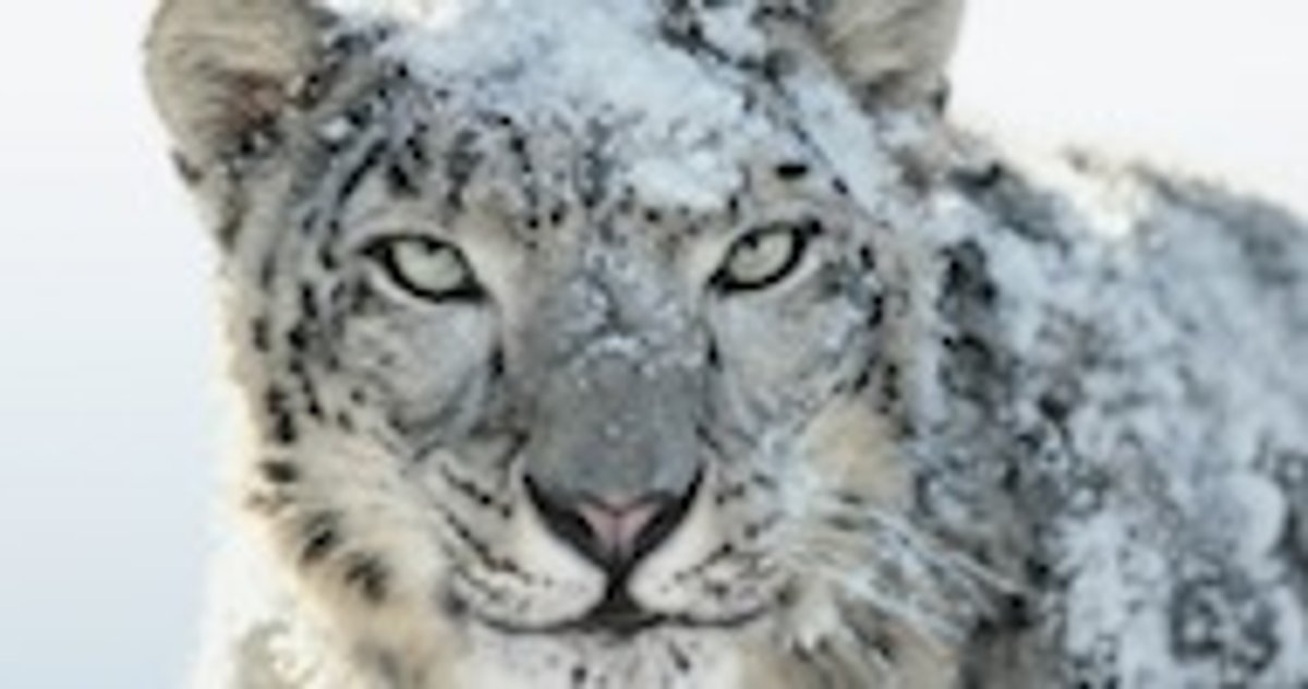 Snow Leopard Mac Download Free